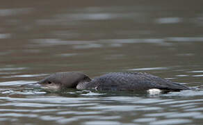 Plongeon arctique