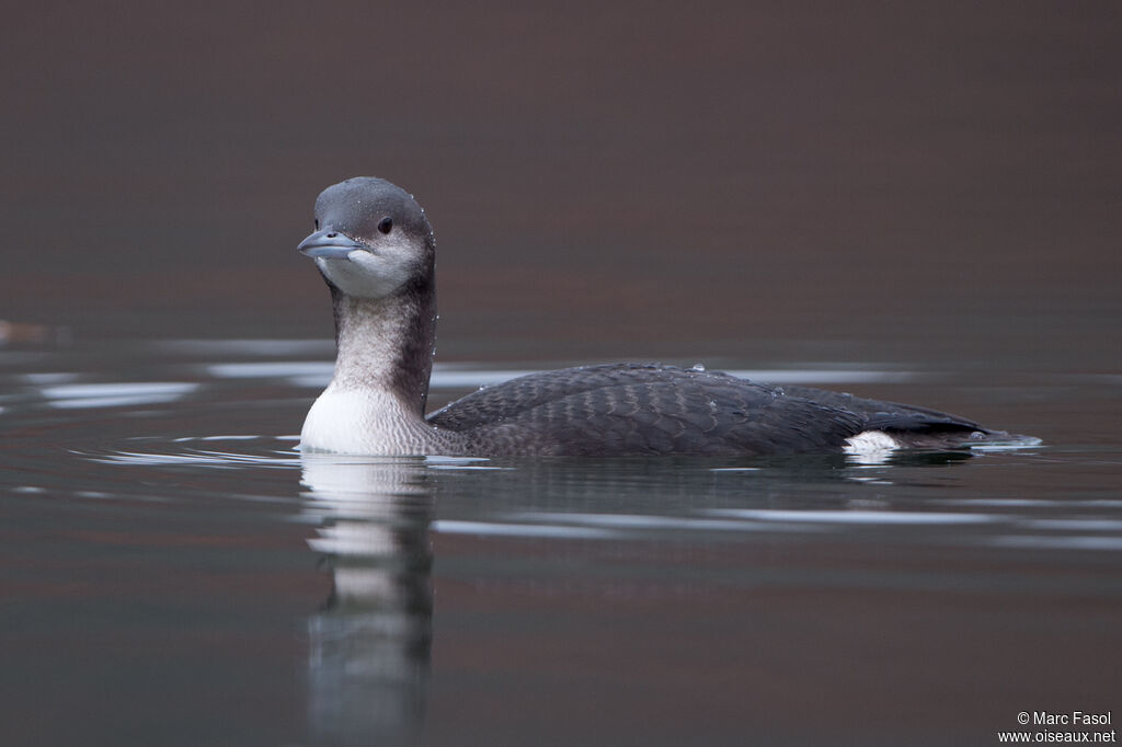 Plongeon arctique1ère année, identification, nage