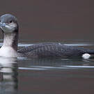 Plongeon arctique