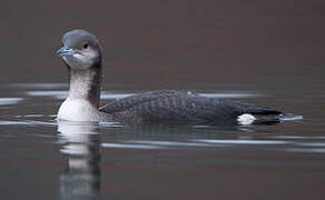 Plongeon arctique