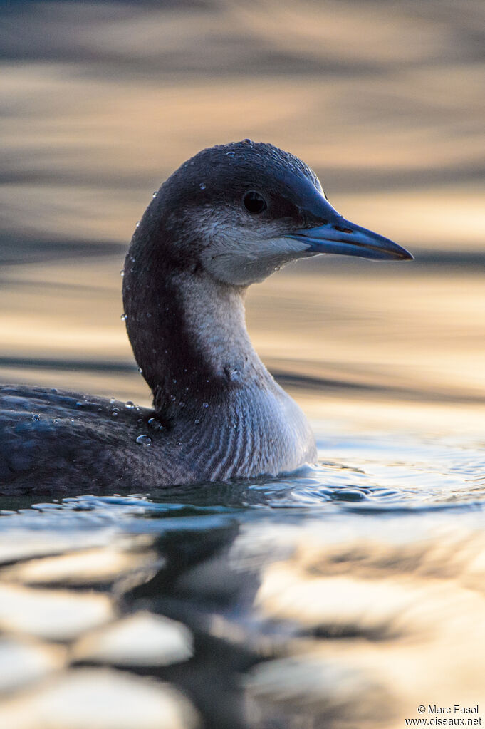 Black-throated Loonimmature, close-up portrait