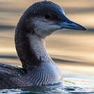 Plongeon arctique