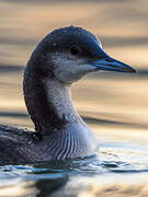 Black-throated Loon