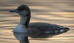 Plongeon arctique