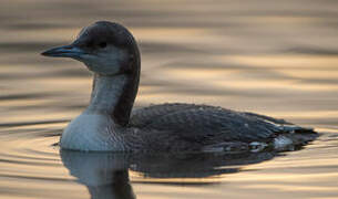 Plongeon arctique