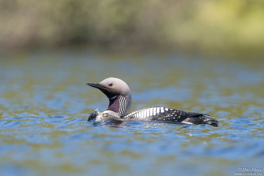 Plongeon arctiqueadulte nuptial, identification