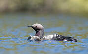 Plongeon arctique