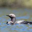Plongeon arctique