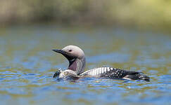 Plongeon arctique