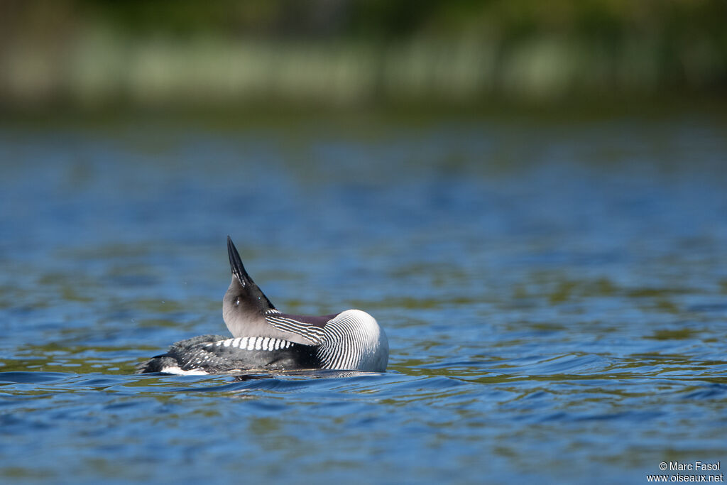 Black-throated Loonadult breeding, identification