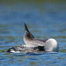 Plongeon arctique