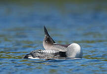 Plongeon arctique