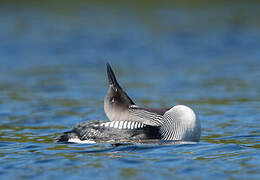 Plongeon arctique