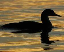 Plongeon arctique