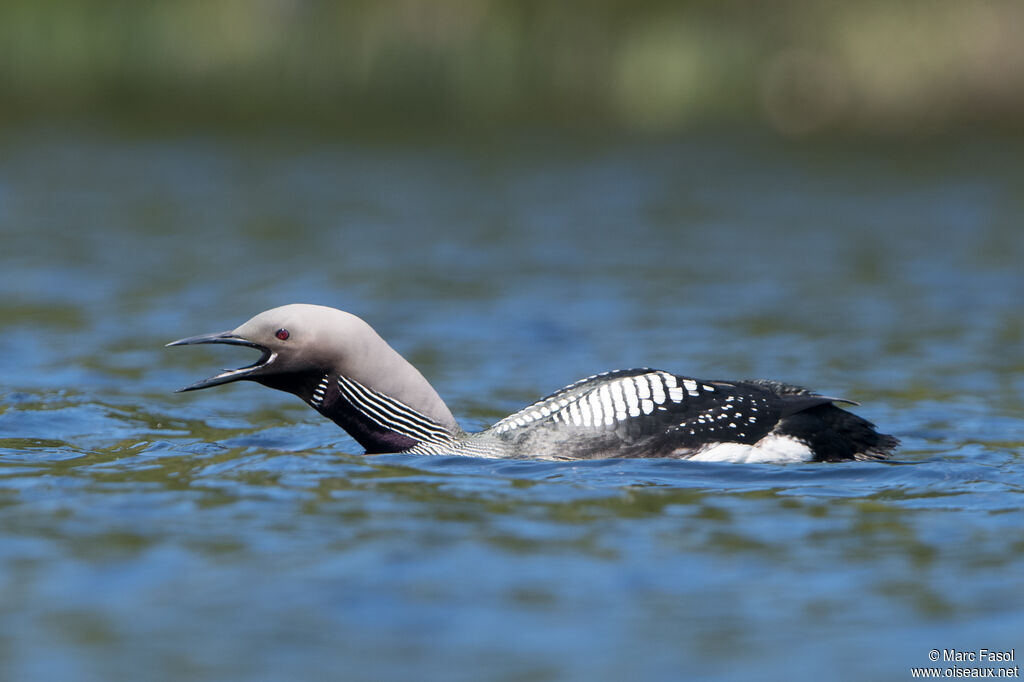 Plongeon arctiqueadulte nuptial, identification