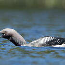 Plongeon arctique