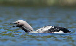 Plongeon arctique