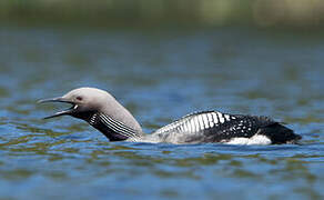 Black-throated Loon