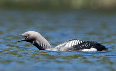 Plongeon arctique