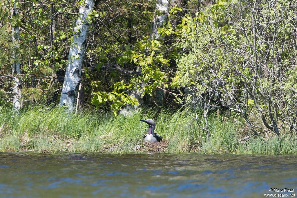 Plongeon arctiqueadulte nuptial, identification, Nidification