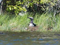 Black-throated Loon