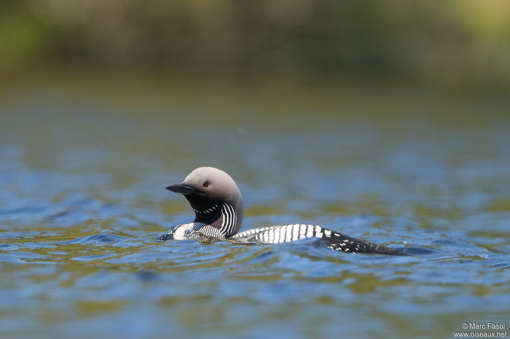 Black-throated Loonadult breeding, identification