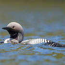 Plongeon arctique