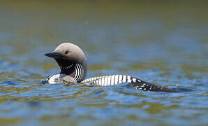 Plongeon arctique