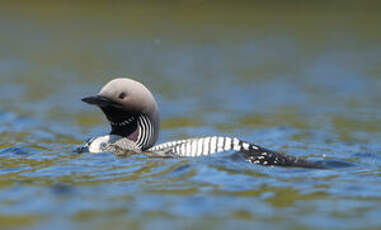 Plongeon arctique