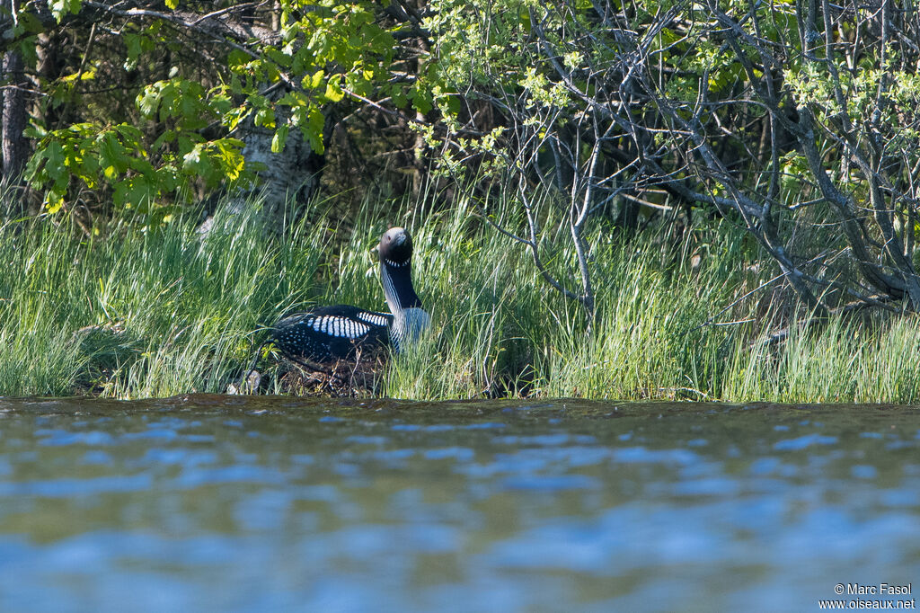 Black-throated Loonadult breeding, identification, Reproduction-nesting