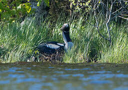 Black-throated Loon