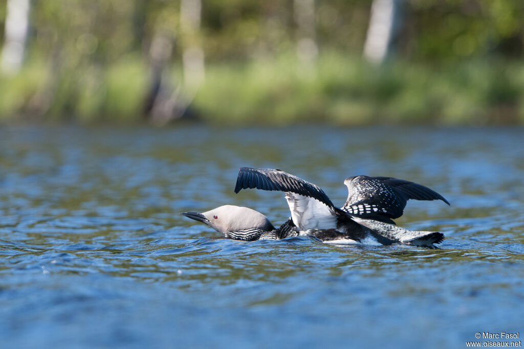 Plongeon arctiqueadulte nuptial, Vol