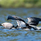 Plongeon arctique