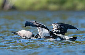 Black-throated Loon