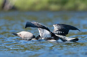 Plongeon arctique