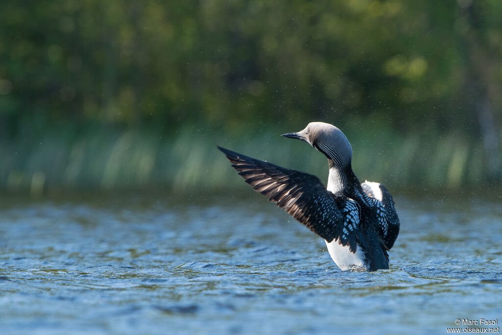 Black-throated Loonadult breeding, Flight