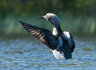 Plongeon arctique