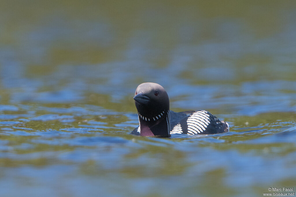 Plongeon arctiqueadulte nuptial, identification, nage