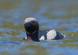 Black-throated Loon