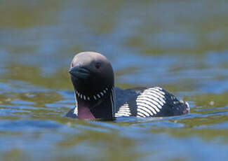 Plongeon arctique