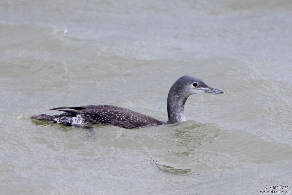 Black-throated Loonadult post breeding, identification, swimming