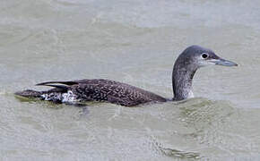 Black-throated Loon