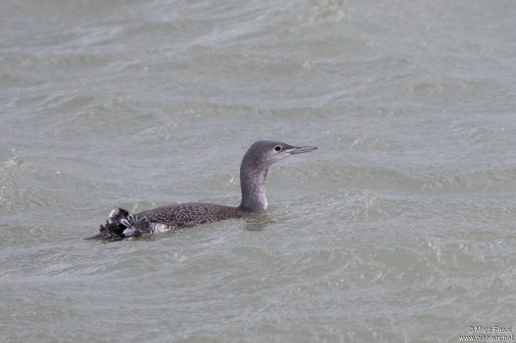 Black-throated Loonadult post breeding, identification, swimming