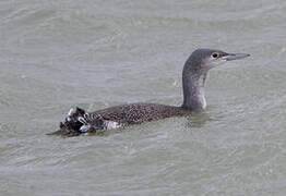 Plongeon arctique