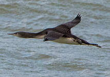 Plongeon arctique