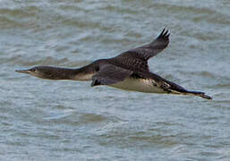 Black-throated Loon