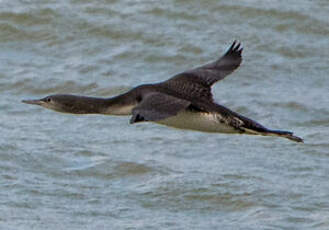 Plongeon arctique