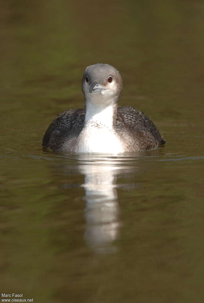 Black-throated LoonSecond year, close-up portrait