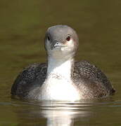 Black-throated Loon