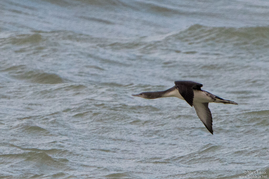 Black-throated Loonadult post breeding, Flight